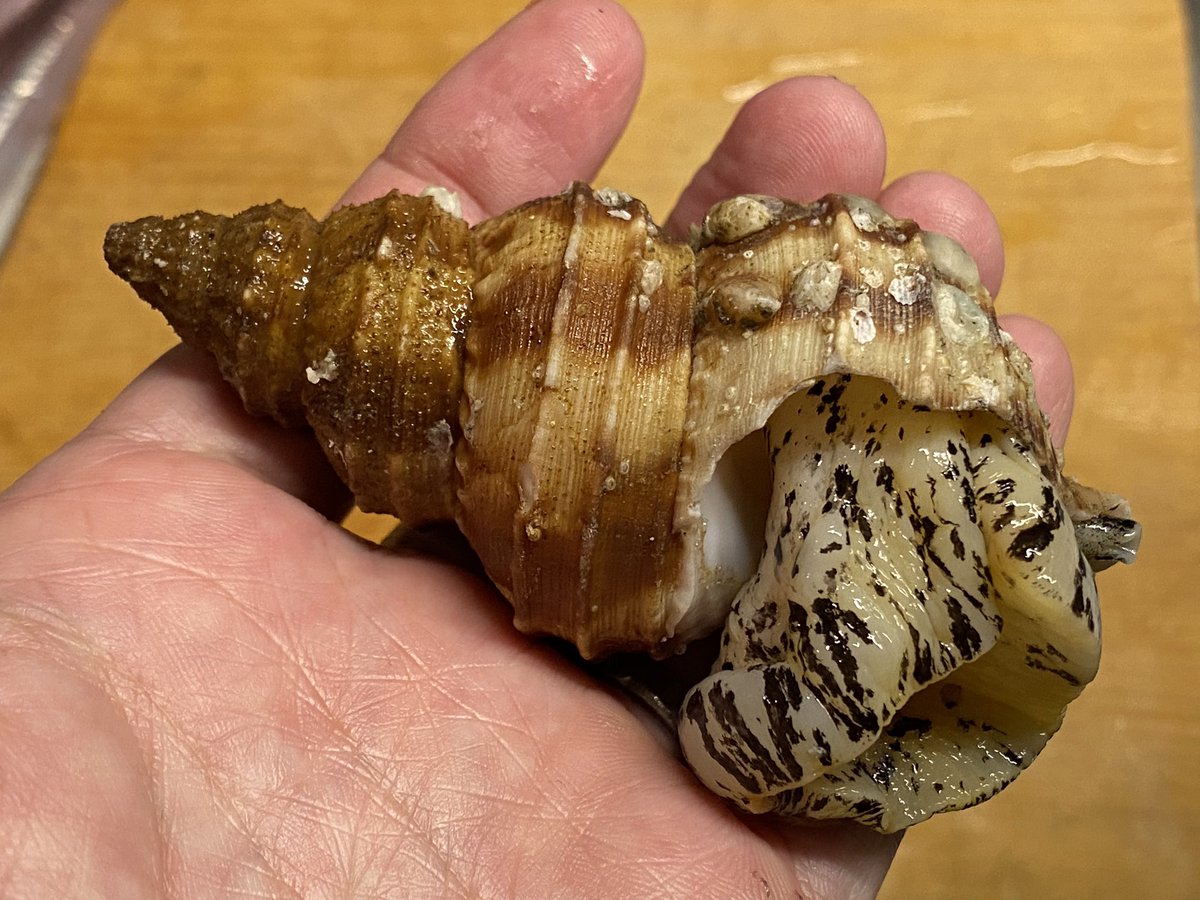 Funa 角上魚類でギスと灯台つぶ貝を買ってきた 豊洲仕入れの魚屋さんではあまり見ないかな さすが寺泊発 ギスは角度によって遊色効果でなかなかに美しい Funa 角上魚類でギスと灯台つぶ貝を買ってきた 豊洲仕入れの魚屋さんではあまり見ないかな さすが寺泊発 ギスは角度によって遊色効果でなかなかに美しい