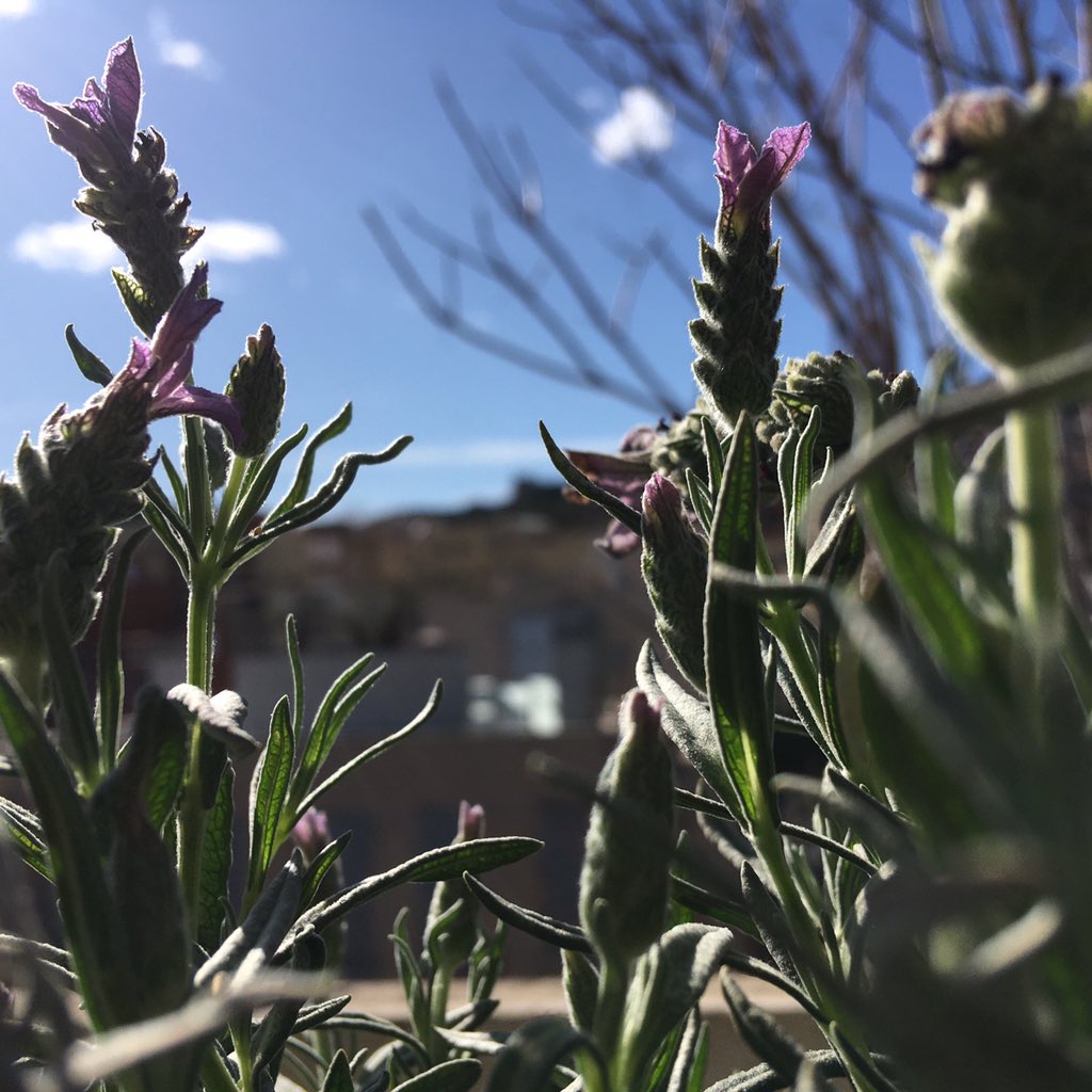 Wercè Amat tweet media