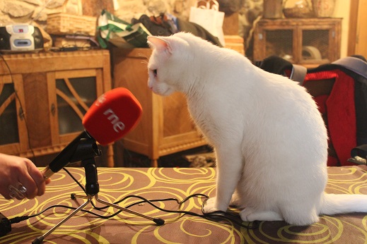 Ejecutable como eso transmitir Raúl de Tapia Martin on Twitter: "GATOS RADIO 3, Yo sé de felinos que escuchan la radio y que asisten a grabaciones en maullados silencios. Olaf grabando el @BosqueHabitado #CuatroPatasRadio3 https://t.co/V1EjcTzolC" / Ejecutable como eso transmitir Raúl de Tapia Martin on Twitter: "GATOS RADIO 3, Yo sé de felinos que escuchan la radio y que asisten a grabaciones en maullados silencios. Olaf grabando el @BosqueHabitado #CuatroPatasRadio3 https://t.co/V1EjcTzolC" /