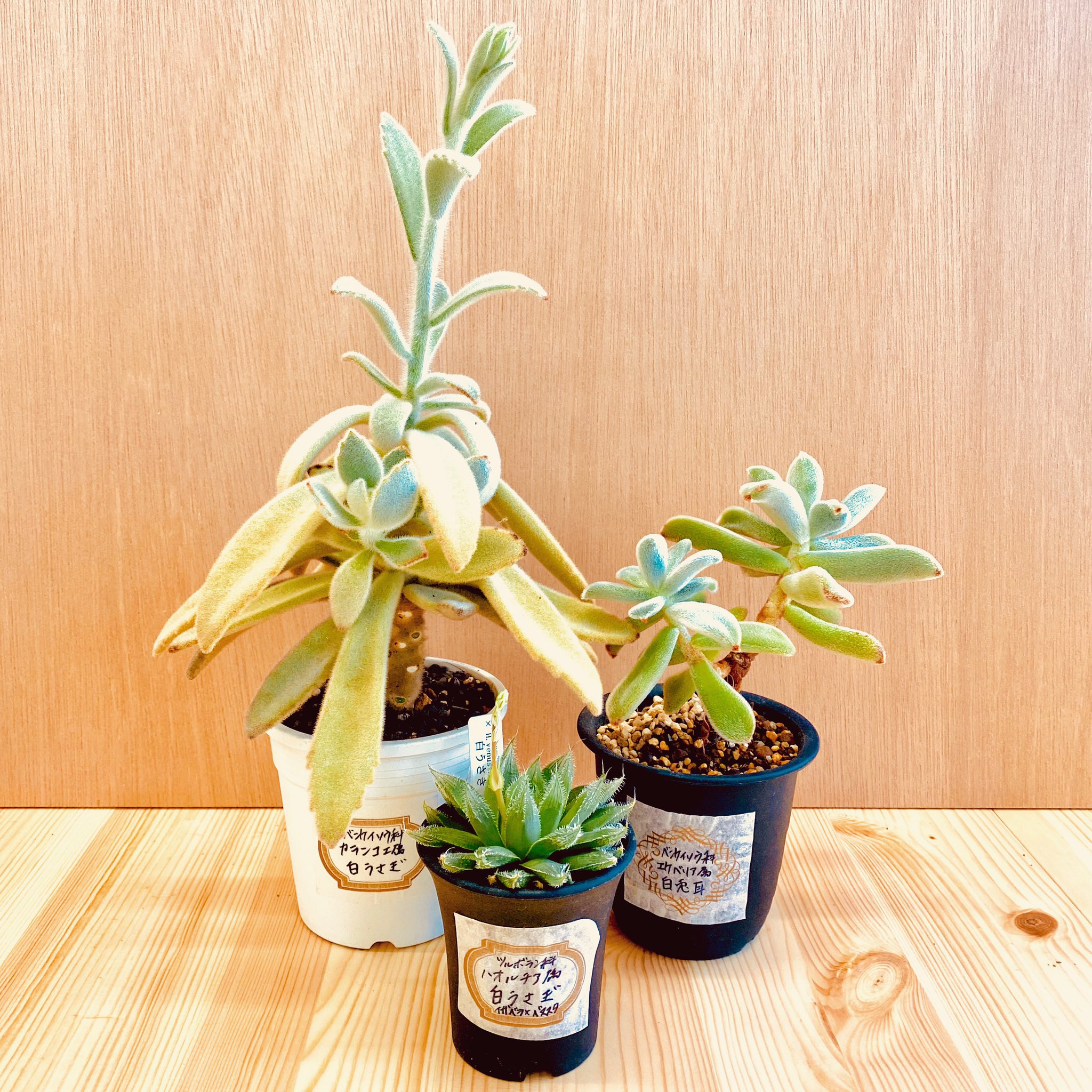 Web限定 多肉植物 ハオルチア 白うさぎ Rehabatriversedge Com