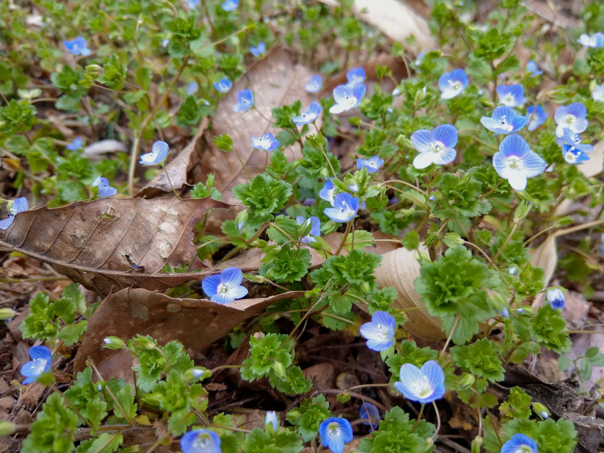 Hitoe Y いぬふぐりが咲く季節 チッチと結びつく 小さな小さな野草 早春の青い星花 小さな恋のものがたり みつはしちかこ T Co Dnojetxer5 Twitter