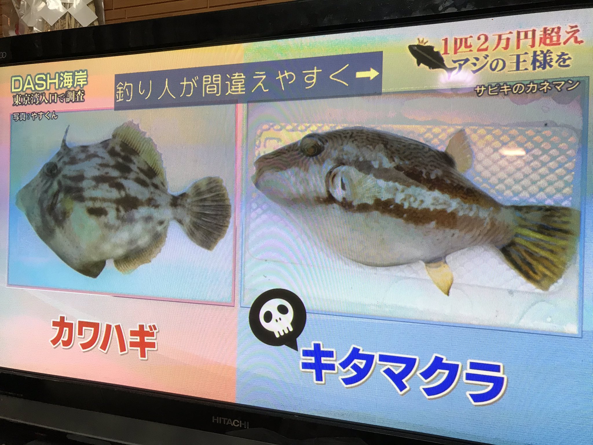 びっちー 食べる以前に キタマクラを触った手で目や口に触れると その猛毒で死に至るという 鉄腕dash T Co No6chfwrlv Twitter