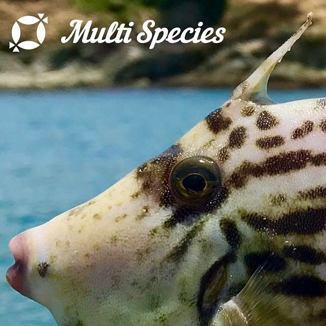 multispecies11's tweet photo. #multispecies
#マルチスピーシーズ 
#multispeciesfishing
#マルピ
#fish
#魚 
#釣り 
#fishing 
#fishgram
#instafish
#ガサガサ 
#カワハギ 
#加太 https://t.co/Njex8M6nti