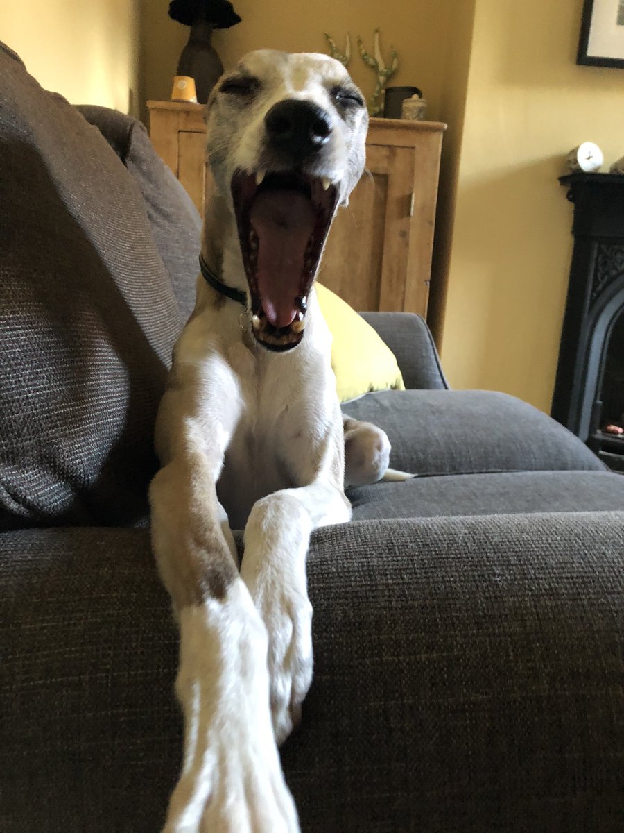 Twoplusdogs1's tweet photo. #goodmorning #whippetfriends #whippetfriends๐พ #whippeys #whippets #houndsoftwitter #hounds #sighthounds #doglovers #iggysoftwitter #longnoses #pointydogs #dogblog #weekendvibes https://t.co/yNFK309pTN