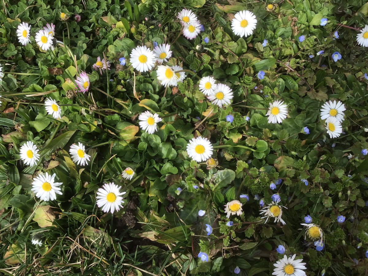 สนามเต็มไปด้วย Daisy หรือ คนฝรั่งเศสเรียก Margaret