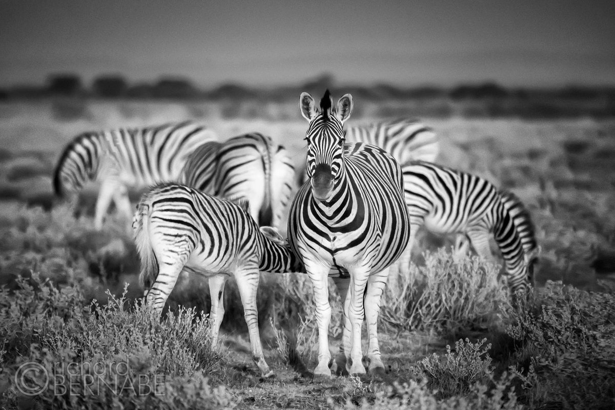 “Tone Warp” Zebras in morning sunlight, Etosha National Park, Namibia #photography #wildlife #namibia