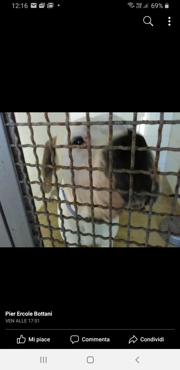 GabriellaBargh1's tweet photo. #4VoiceLess
DAL SANITARIO DI RAGUSA💔
QUESTO DOGO È IN ATTESA DI
SOPPRESSIONE. IL TEMPO È
POCO CHI FOSSE INTERESSATO
ALLA SUA SALVEZZA CHIAMI IL NR
TANIA 342 9644705. URGENTISSIMO.
🙏🙏🙏🙏🙏🙏🙏💔💔💔💔💔 https://t.co/9n4WloRs7q