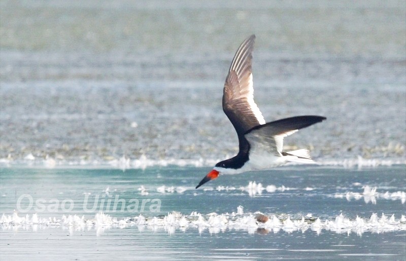 氏原巨雄 Osao Ujihara 久しぶりにテレビをつけてみた ハサミアジサシ 番組でやっていたのはアフリカハサミアジサシ で この画像はクロハサミアジサシ ニューヨーク Jfk空港のすぐそば マンハッタンからaトレインで1時間足らずのところでこんなものが見
