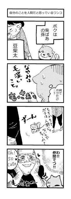 ?4コマ漫画まとめ?

「自分を人間だと思っているワンコ」
「祖母孝行」
「ライバル」

#豆柴太
#柴犬
#4コマ
#4コマ漫画 