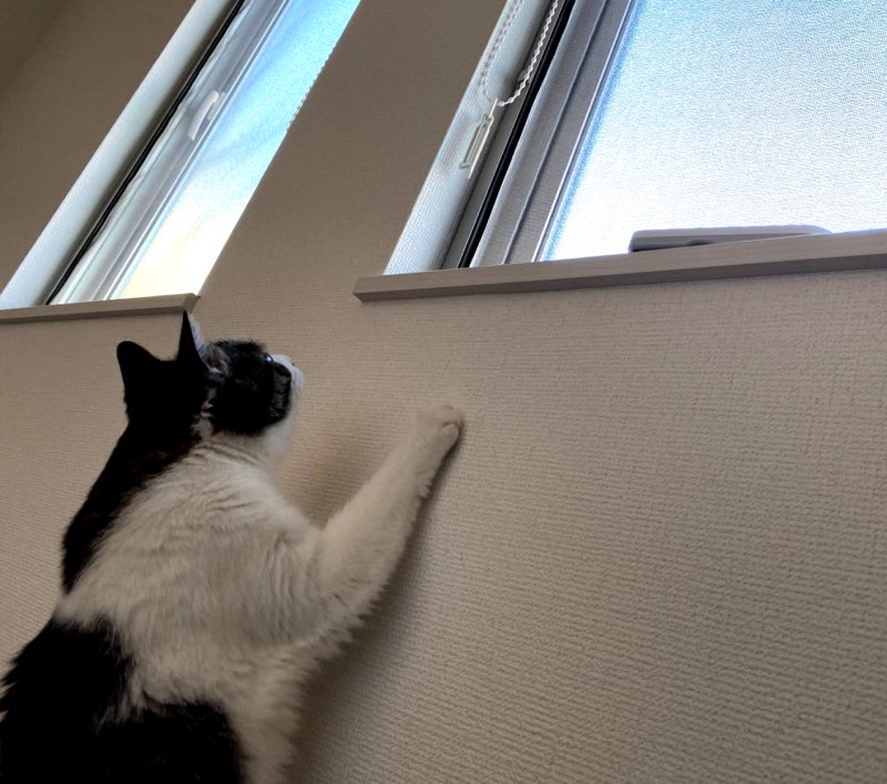 ニャアアアン な猫漫画でおなじみの鴻池剛さんが引っ越したら猫さんが 囚われた僕 感いっぱいに 便秘などなりやすい Togetter ニャアアアン な猫漫画でおなじみの鴻池剛さんが引っ越したら猫さんが 囚われた僕 感いっぱいに 便秘などなりやすい Togetter