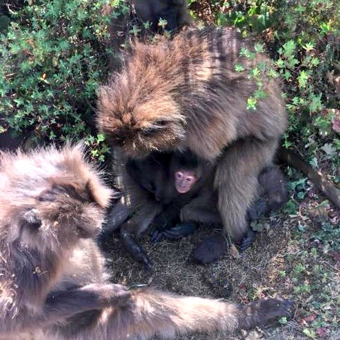 scarrera11's tweet photo. Yes, there's an adorable baby #gelada in this photo. But who can find something hilarious?
Zoom in
๐ท @anna__cryer
#geladagroupie #yearwithgeladas #smgrp https://t.co/bphtSKcbu7