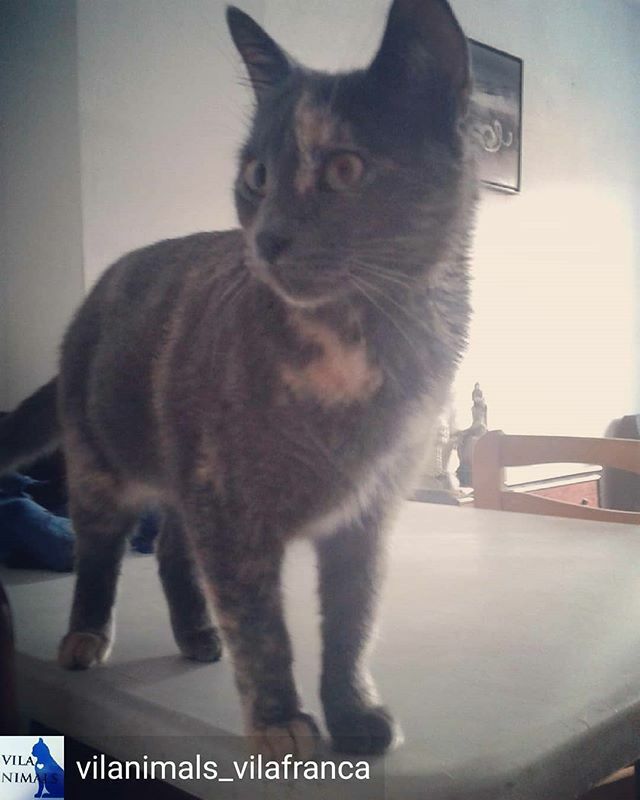 MascotaManias's tweet photo. Reposted from @vilanimals_vilafranca Esta preciosa gatita de 8 meses es Atenea espera ser adoptada por una buena familia es muy dulce y cariñosa ella y muchos gatos más buscan familia llamanos al 608198343 y ven a conocerlos!! #adoptabarcelona #adoptagat… https://t.co/fnUkdOd13O https://t.co/kVyVn6HfYQ