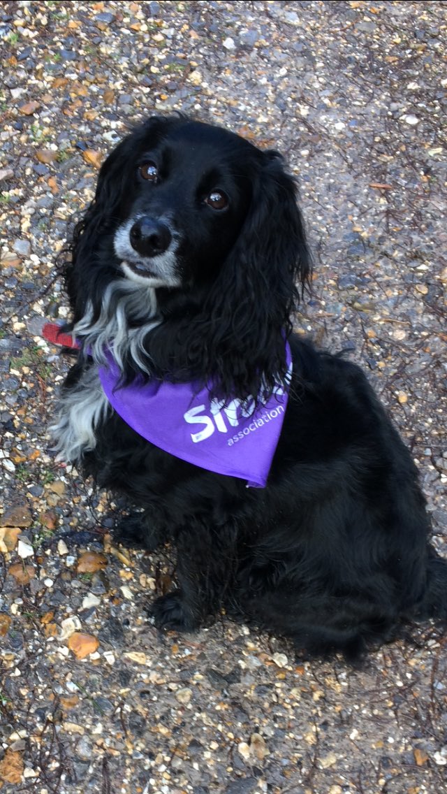 broadbentdebs's tweet photo. Lovely morning for the Stroke Association Resolution Run at Moors Valley (well brisk walk in my case!) Dougie loved it. @Pooletherapies @StrokeAssocSW #stroke #stroketeam https://t.co/4dpZgNmKDZ