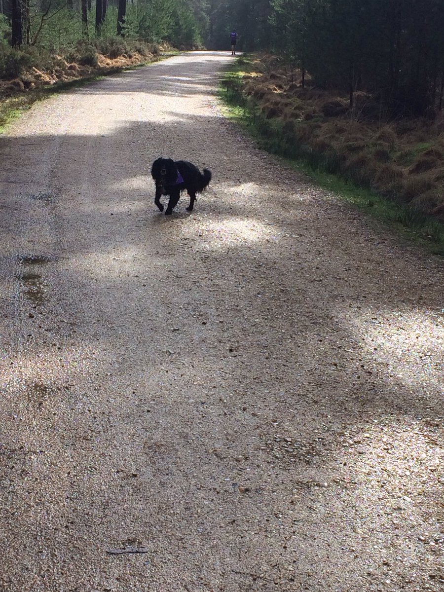 broadbentdebs's tweet photo. Lovely morning for the Stroke Association Resolution Run at Moors Valley (well brisk walk in my case!) Dougie loved it. @Pooletherapies @StrokeAssocSW #stroke #stroketeam https://t.co/4dpZgNmKDZ