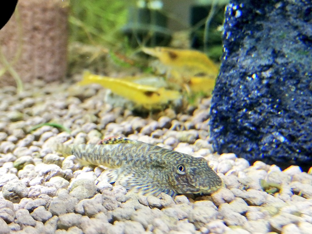 ホンコンプレコ Twitter Search Twitter