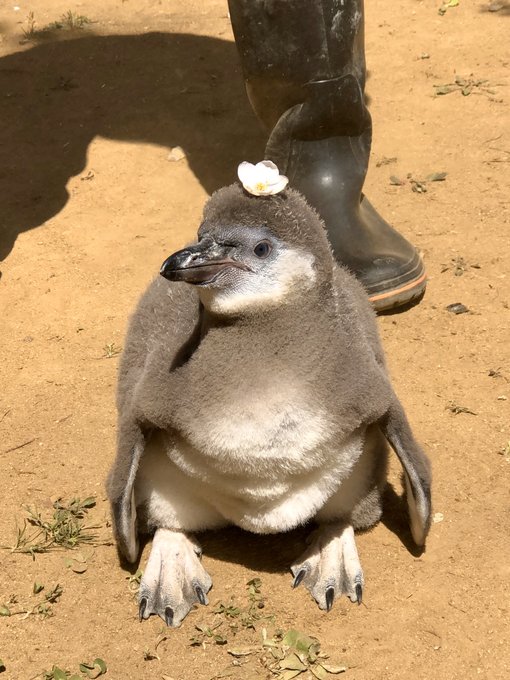 フンボルトペンギンのtwitterイラスト検索結果 古い順