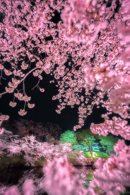 日本三大夜桜のtwitterイラスト検索結果