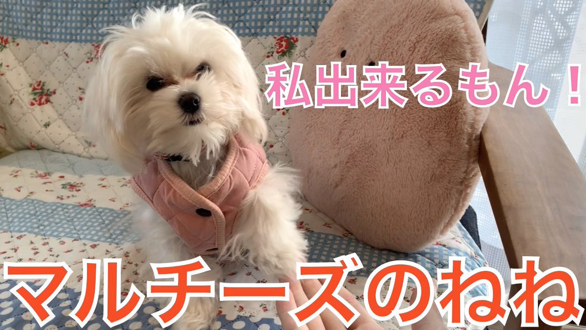 犬お手