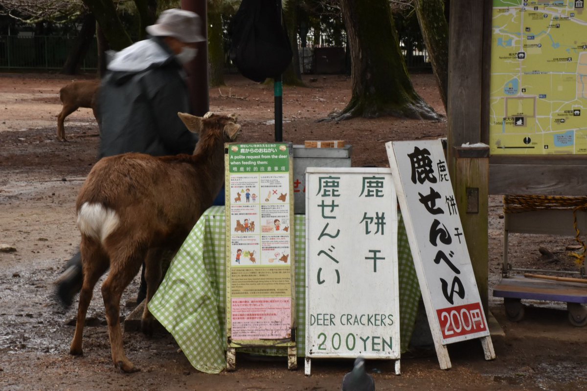 さい On Twitter 奈良公園 鹿が飢えてた