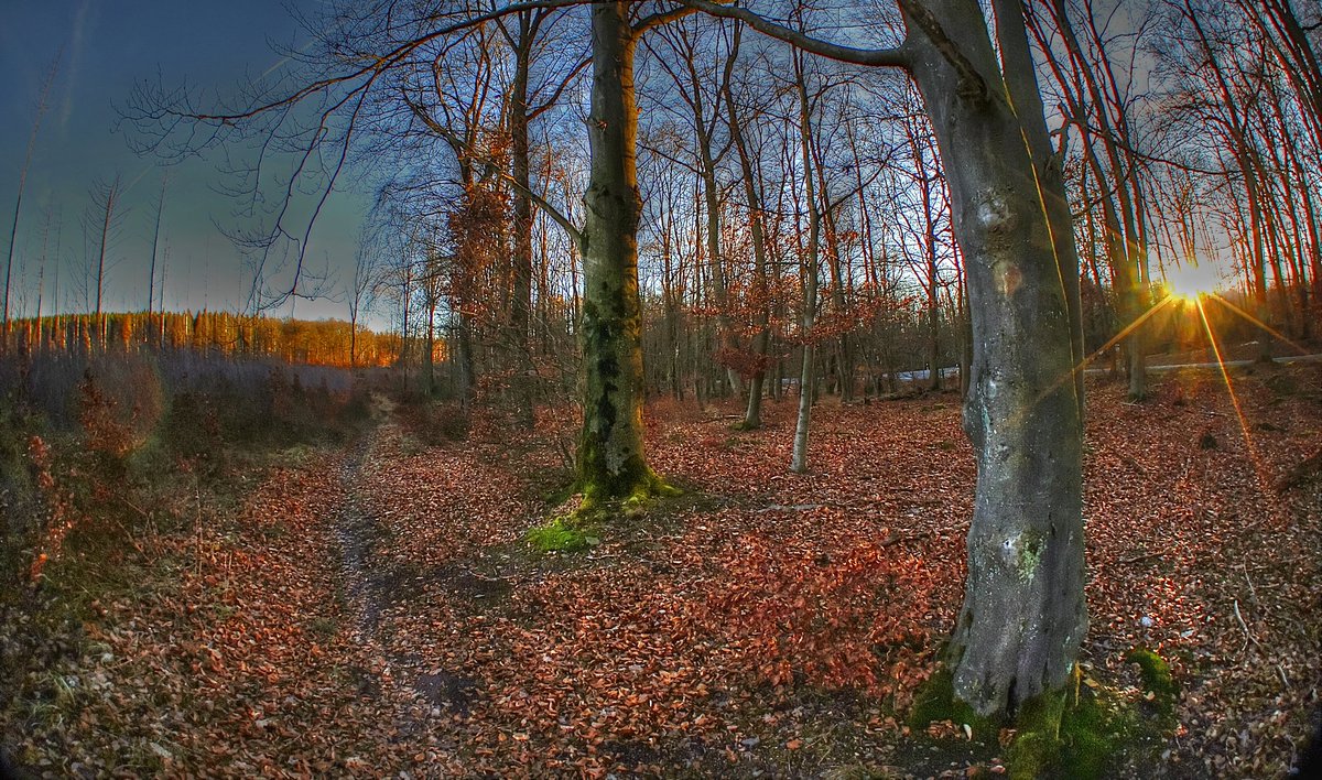 andreas_pic63's tweet photo. He's just a loner
He never says hello
A friend to no one
He's got no place to go
He don't look happy
He look through furtive eyes
He ain't got nothing
No one to sympathize
Alright now
#wilderkermeter
@birkenrindephotographie https://t.co/gbD3mPJxpE