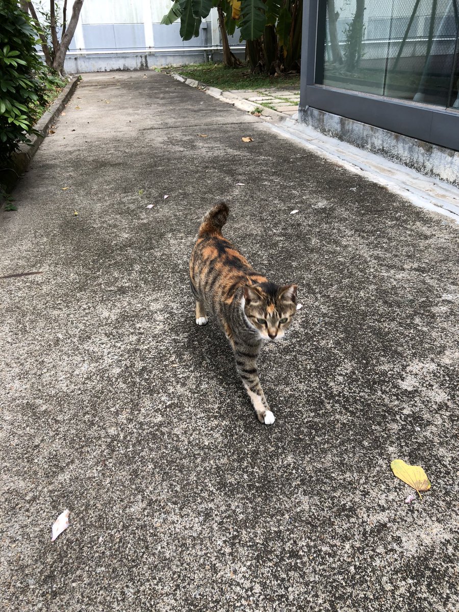 yukifulu's tweet photo. 一般貓見我調頭就走，公司健身房外邂逅這隻卻喵喵叫著奔向我，任擼任摸，直到確認我沒帶吃的......一度以為她是餓的，心疼的不行。打聽之下原來大有來頭，她叫卓小姐，有個食堂師傅的乾爹，幾年前生了五個娃，全公司上下為她轉發領養信息！今天終於見著真容了！❤️ https://t.co/3xoY84x97j