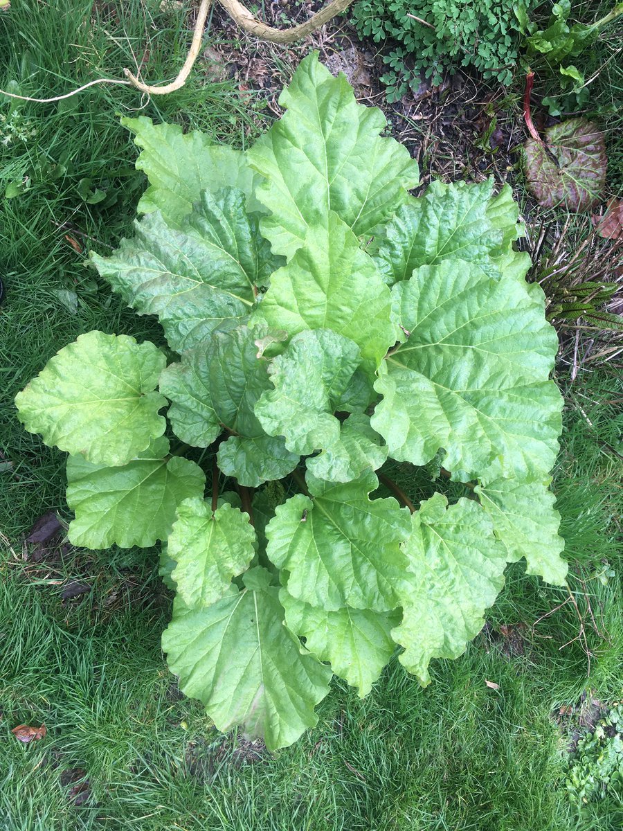 vegmead's tweet image. We’ve been prepping for spring today - thanks to @tompdavies for lending a hand. @wildwalcot @XRBath @GreenBathNES @