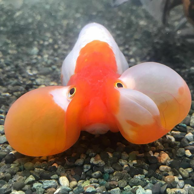 金魚専門ひので すごいほうれい線 16センチくらい 中国産 明け2さい 個体の詳細 価格など 気軽にお問い合わせください 全国配送出来ます 金魚専門ひので 金魚 金魚のいる暮らし 水泡眼 ほっぺ ブヨブヨ プルプル Goldfish 目が点 中国産