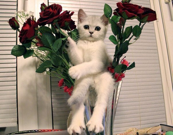 CatPromoter's tweet photo. #RT Today's reminder! #InternationalWomensDay https://t.co/hheHnTftR1