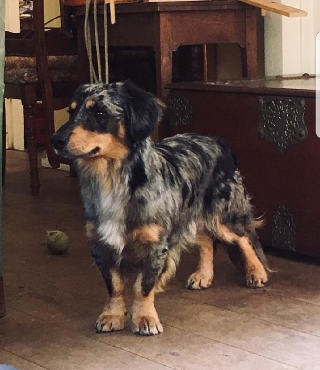 PaulinePino's tweet photo. Lieve iedereen, willen jullie dit alsjeblieft delen? Omdat Wolfje niet meer is gezien sinds 2 maart 's avonds is het vermoeden dat hij gestolen is. Wolfje is een bijzondere mix en moet dus opvallen. Hij kan inmiddels in heel Nederland zitten, dus deel overal! #Wolfjevermist https://t.co/ZQzkrz6nc0