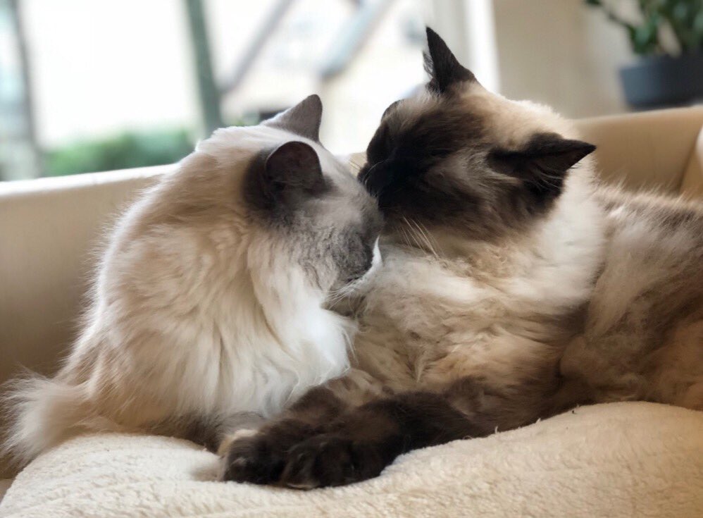 Sonja van Beveren tweet media