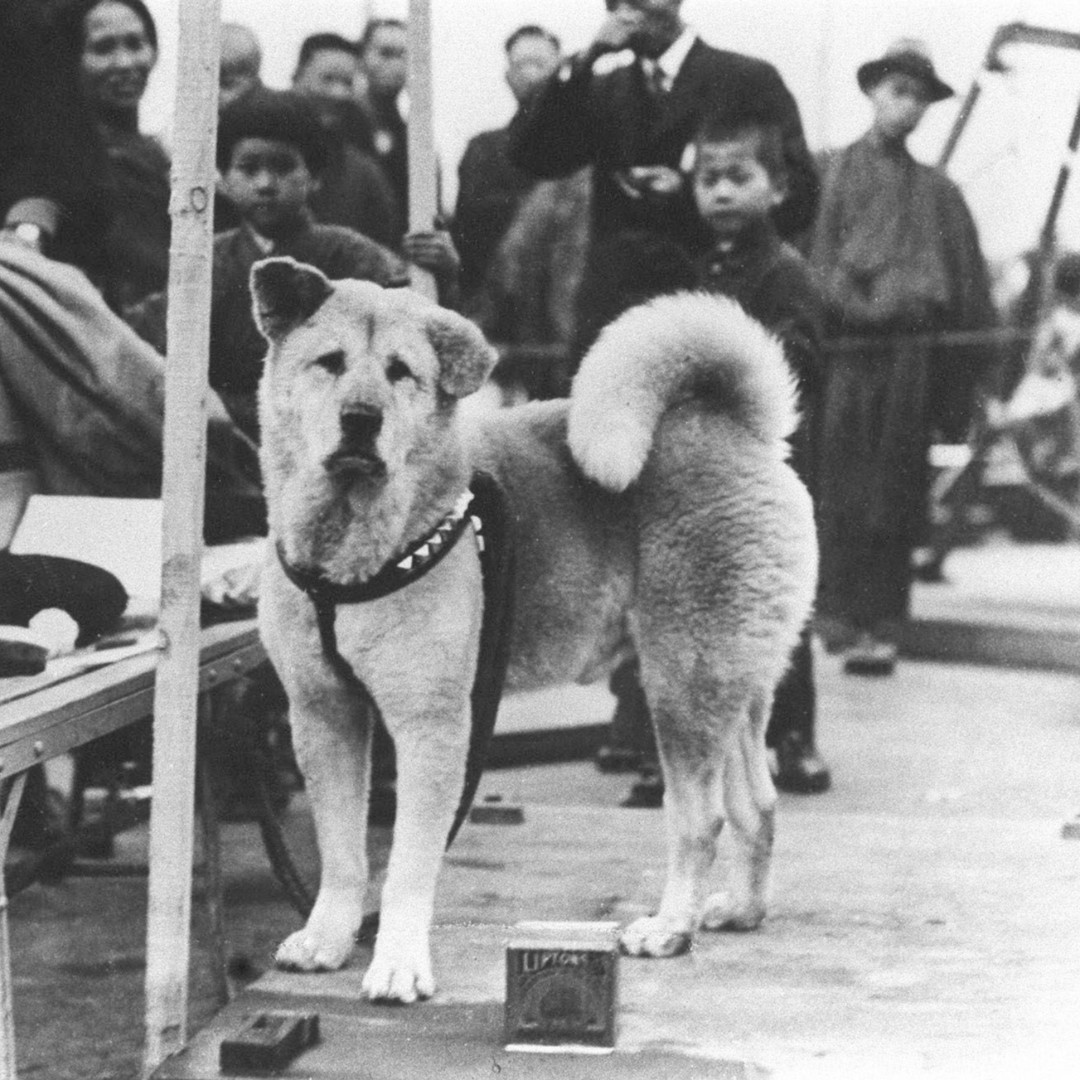 PaleoRidge's tweet photo. Hachiko is recognised in Japanese culture as an example of loyalty and fidelty ❤ He would meet his human from work everyday until in 1925, he sadly passed away. Hachiko would return to the station to meet him every day until his passing on 08/03/1935
#hachiko #historicdogs https://t.co/TjLYxVebwD