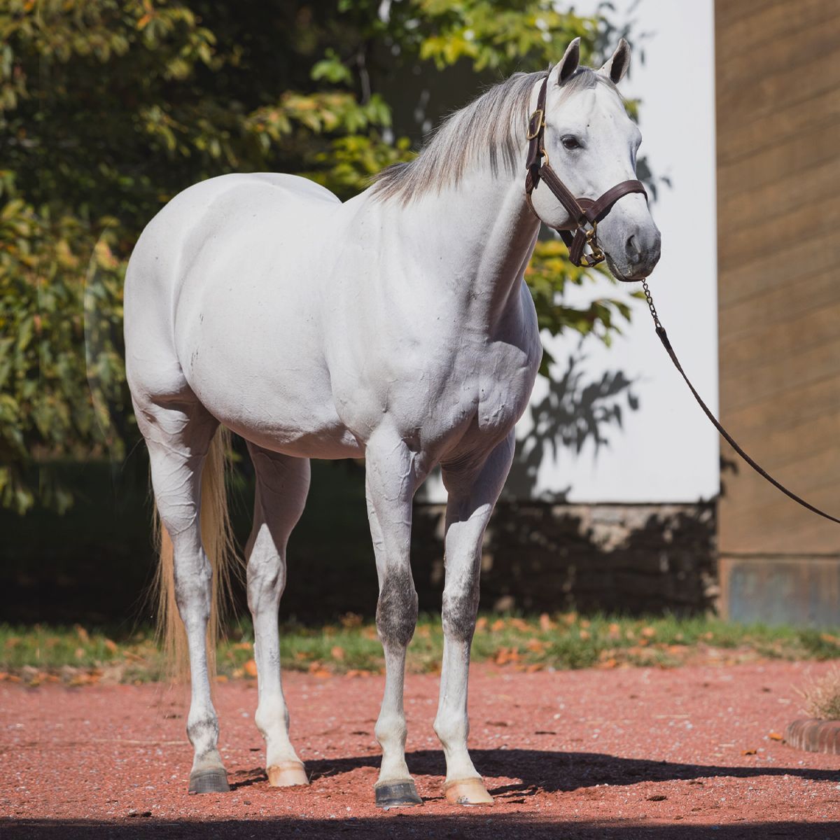 Gainesway's tweet photo. #First2YOs by the speedy ⚓️ ANCHOR DOWN will breeze this week @OBSSales #OBSMarch
Consignor Raul Reyes, @kingsequineinc on HIP 52 (c) :
“Beautiful, big, tall, good-looking, and #fast! A lot of presence.”
📷 : Anchor Down https://t.co/Rtij7byY4H