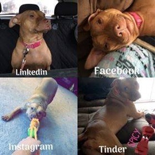 VSAS_RAS's tweet photo. It's #happytailsunday! Send us a picture and an update on your pet and we'll feature it on a future Sunday.

We adopted Red, now named Bindi, last April and she’s been such a sweet loving girl! She loves cuddles and is such a daddy’s girl 🙂 thank you… https://t.co/zLUTMBMlra https://t.co/SmsWIfhDTZ