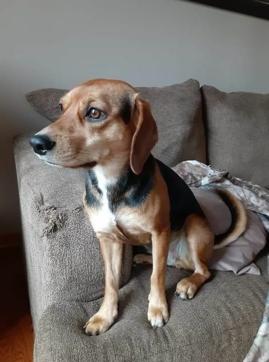pixie beagle