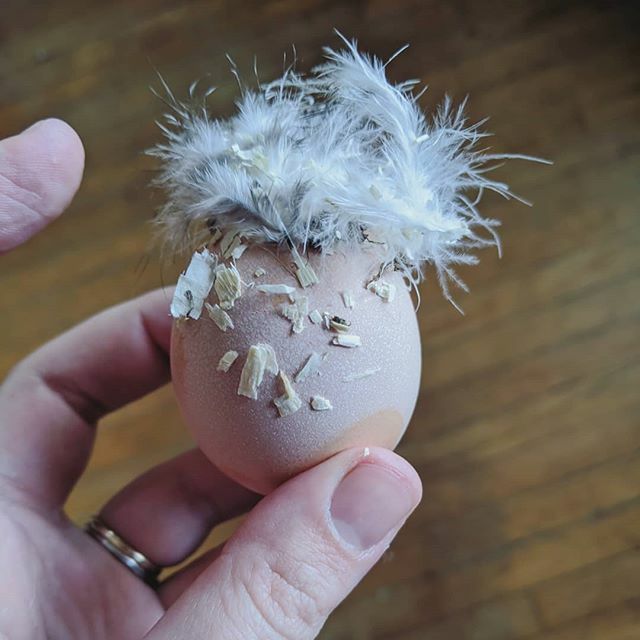 REVIVALHmstdSup's tweet photo. One of our chickens laid a Bernie Sanders. #feelthebern https://t.co/KKoMnoSUzE https://t.co/uFOz9teie2