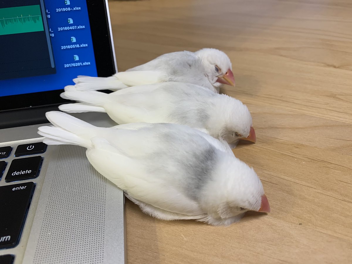 roncha99's tweet photo. ノートパソコンにUSB文鳥3つ。 https://t.co/RFOgHBNOZr