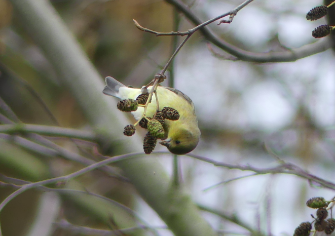 lglevanik's tweet photo. @localecologist A few of my favorites -- lesser goldfinch, cedar waxwing, house finch, CA scrub jay https://t.co/MavoES89LP
