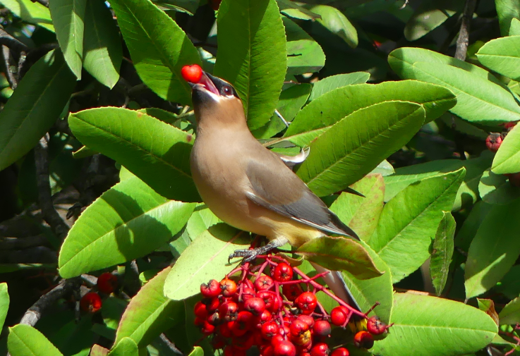 lglevanik's tweet photo. @localecologist A few of my favorites -- lesser goldfinch, cedar waxwing, house finch, CA scrub jay https://t.co/MavoES89LP