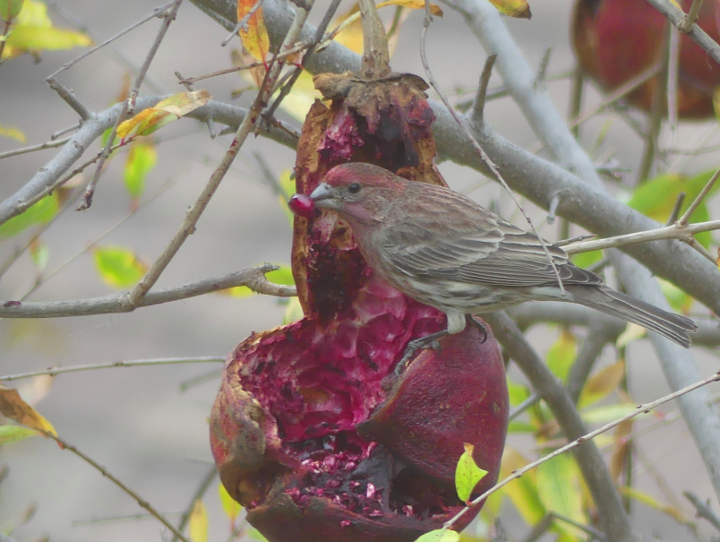 lglevanik's tweet photo. @localecologist A few of my favorites -- lesser goldfinch, cedar waxwing, house finch, CA scrub jay https://t.co/MavoES89LP