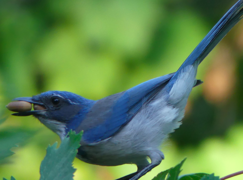 lglevanik's tweet photo. @localecologist A few of my favorites -- lesser goldfinch, cedar waxwing, house finch, CA scrub jay https://t.co/MavoES89LP