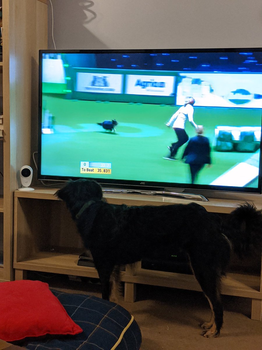 LauraLou167's tweet photo. Keep watching pal, as soon as you turn a year, we'll be signing up for you to learn #Crufts #cruftsscreen #cruftscreen #agility https://t.co/oEvUfyoFLq