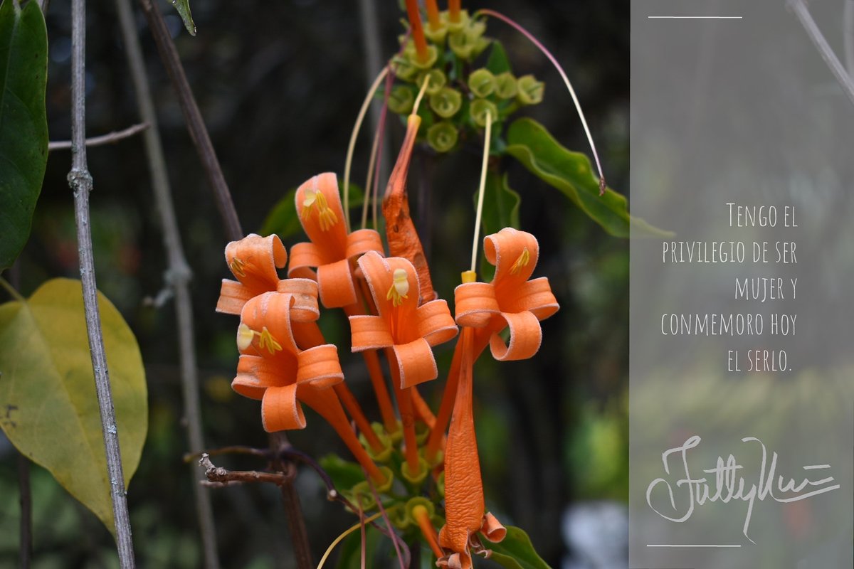 tattyumana's tweet image. Las conmemoro a todas, a las que #son, a las que se #sienten y a todos aquellos que en algún momento de su vida han necesitado de una #mujer para existir... Ahhh y a mi #si me gusta que me regalen 🍫 y 💐