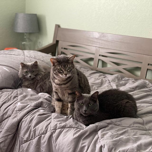 BuntsBiscuits's tweet photo. Grey cats on a grey bed #greycatclub #greycatsofinstagram #greycats #russianblue #tabbycat https://t.co/NGvDEesomi