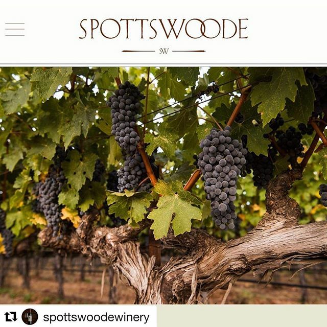 WECOTek's tweet image. @spottswoodewinery #repost
・・・
Our new website is live!  Find everything you need to know about Spottswoode including tasting notes, history, vintage reports, and more with the link in our bio #Spottswoode 
#wecosorting #wecotek #agtech #sortingissex… ift.tt/3cMmqzB