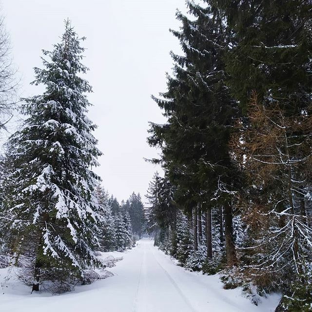 mnumerato's tweet photo. Česká zima. Objekt nalezen! #truewinter #Bohemia #erzgebirge #krusnehory #winterrunning https://t.co/9zgFcGs5ND https://t.co/77N9nHCKe1