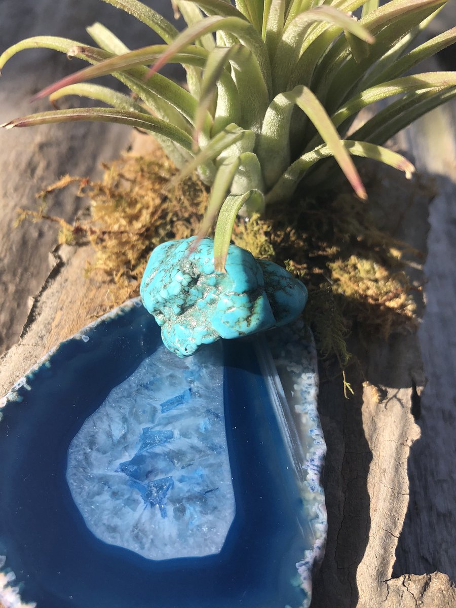 Turquoise with Agate &amp; Air plant. This stone is one of my favorites. Turquoise is a powerful healing tool for the mind &amp; body. It symbolizes water. Great for depression, panic attacks, and recovering from exhaustion. #airplant #agate #turquoise #homedecor #gifts #healingstones