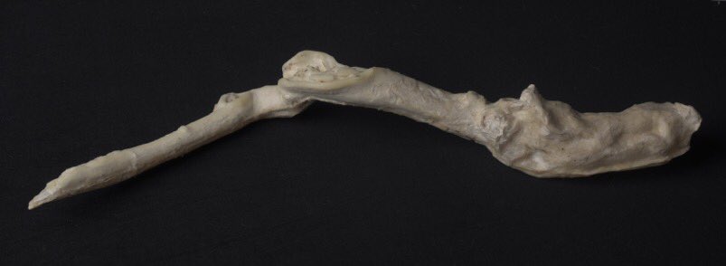 fionasculpture's tweet photo. About Trees - an #exhibition coming soon at Heritage Courtyard #Gallery, #Wells #Somerset. Happy to be showing some work in this #groupshow #artexhibition #trees #abouttrees #naturalworld #artists #visualarts #sculpture #drawing https://t.co/X5AK2BrpQw