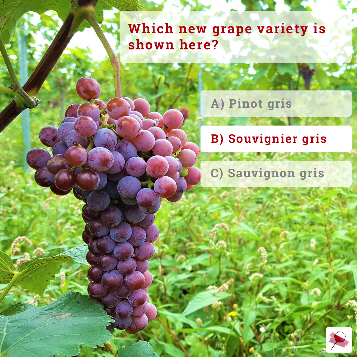 Wine_Science's tweet photo. ๐๐YOUR WEEKLY WINE SCIENCE QUESTION
The correct answer for this week's question is:
B) Souvignier gris!
Souvignier gris is a crossing of Cabernet sauvignon and Bronner, and is a widely planted grape variety in Dutch vineyards.
Until next week!
#winescience #winequestion https://t.co/eKSgdvXz5B