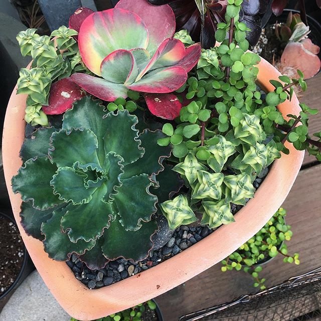 🧡 Come make this at #ThePlantingBar!
.
.
.
.
.
.
.
.
.
.
.
.
.
.

#succulents #succulentsofinstagram #succulent #succulentlove #succulentgarden #succulentsaturday #succulentshop #succulente #succulentaddict #succulentcollection #succulentjunkie #succ… ift.tt/2v5AV0j
