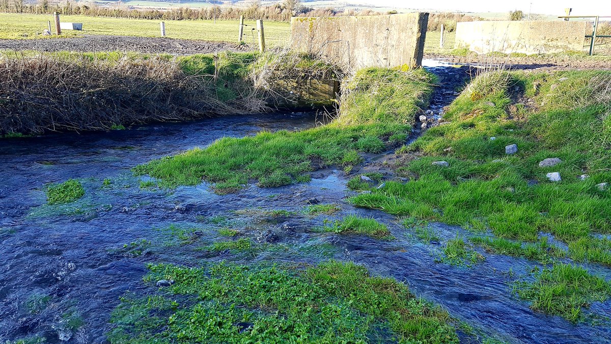 encyonopsis's tweet photo. one for you @ROADRUN_Project motile diatoms like Nitzschia sp. (brown patches) can thrive when excess sediment gets incorporated into the biofilm matrix (although not here). Simuliidae were excessive downstream of this point previously (but density at upstream reach not checked). https://t.co/57p4Nx95tO